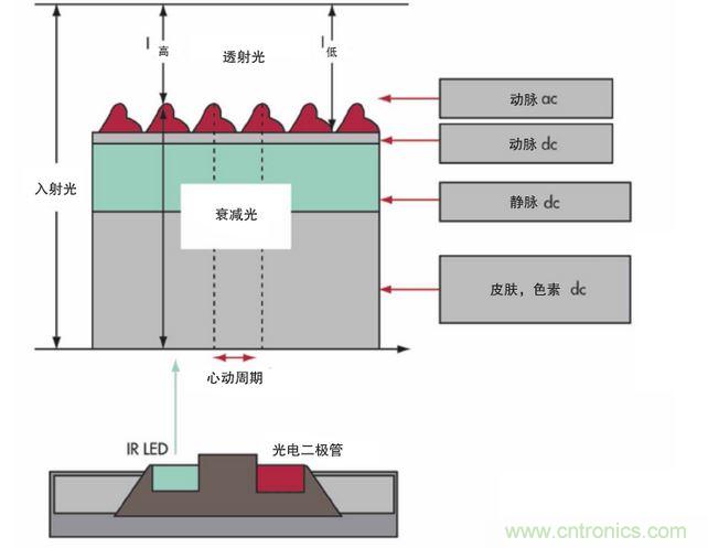 可以用發(fā)光二極管 （LED） 來(lái)照亮皮膚，然后測(cè)量反射到一個(gè)光電二極管的光量來(lái)監(jiān)測(cè)每個(gè)心動(dòng)周期