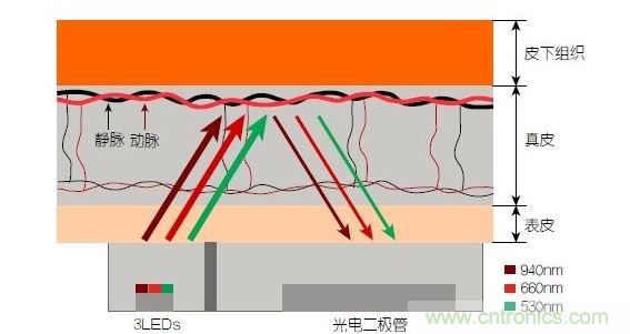 反射光脈搏測量原理。傳感器發(fā)出的光透過皮膚和組織，一部分被吸收，一部分被反射回檢測器。因為動脈中的血流量隨心臟的每次跳動會有所變化，因此光線被吸收的量以及檢測器收到的信號強度也會隨之發(fā)生改變。綠光可以在手腕處提供最佳結(jié)果，而紅光和紅外光一般用于手指測量。 8