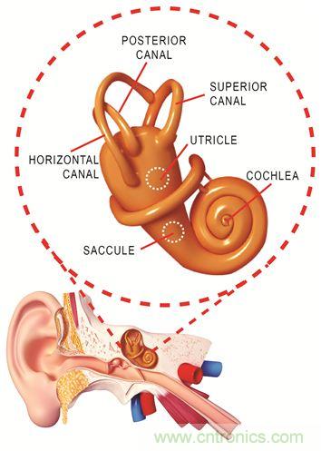 圖1. 人體平衡和聽(tīng)力是內(nèi)耳中復(fù)雜平衡器官的一部分。